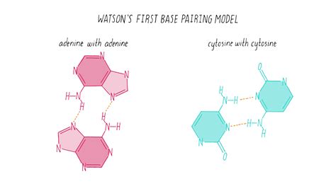 Complementary base handout / lab 9 part i homework assignment for online students studocu. Complementary Base Handout - martina