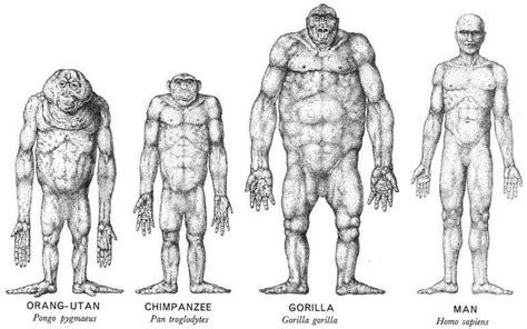 We did not find results for: Bizarre Zoology: The Alleged Intelligence of Sasquatch and ...