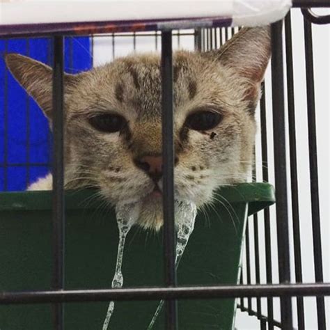 Rasa nak demam bila tekak terasa pedih. HONEY VETS: KENAPA MULUT KUCING BERBUIH?