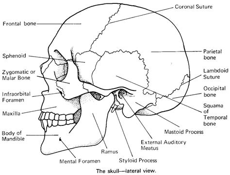 The human skeleton coloring page is a fun introduction to the bones in the human skeletal system. Skull Bones Anatomy Coloring Pages Inside | Anatomy ...