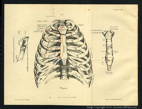 It provides a strong framework onto which the muscles of the shoulder girdle, chest the bones of the rib cage are the sternum, the 12 thoracic vertebrae and the 12 pairs of ribs. 1887 Human Anatomy Print of the Rib Cage and Sternum. $7.95, via Etsy. | Human anatomy for ...