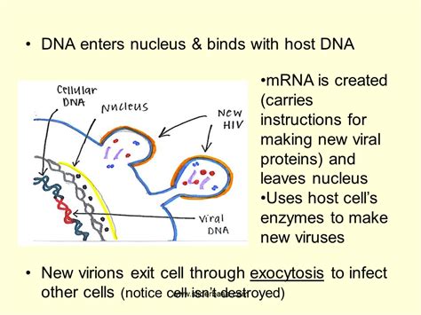 In animal, plant and fungal cells, the instructions for making proteins and the structures where proteins are made are found in two different locations. DNA enters nucleus & binds with host DNA