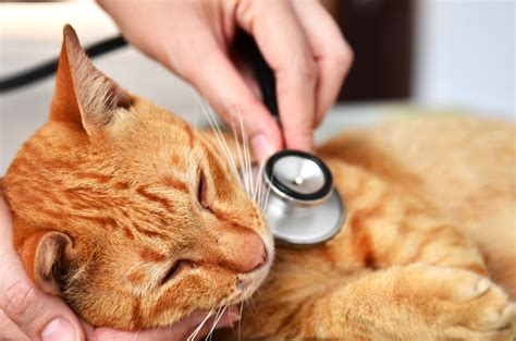 How long is a cat's lifespan these days? Throat Cancer (Chondrosarcoma) in Cats | petMD