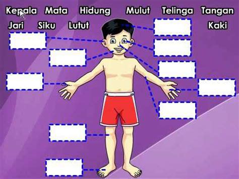 1) jari a) b) 2) kaki a) b) 3) peha a) b) 4) dahi a) b) 5) rambut a) b) 6) lutut a) b) 7) mulut a) b) 8) hidung a) b). sains Pra=anggota badan - YouTube