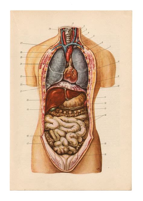 Art anatomy, in particular on the geometrical simplification of the human body. fuckyeahmedicaldiagrams | Medical drawings, Medical ...