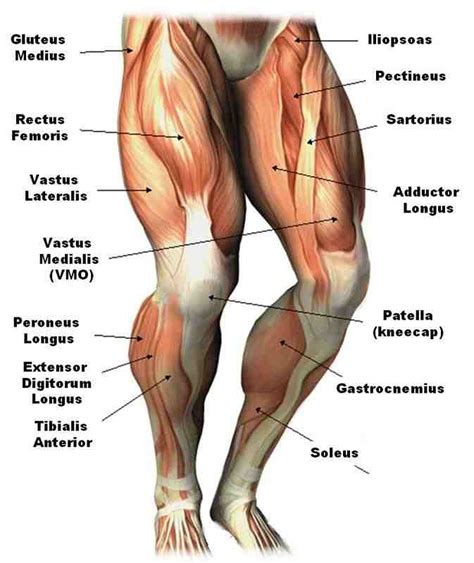 Leg muscles diagram labeled : Fitness for You: Fitness for You - Lower Body Exercises