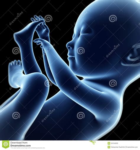 Human fetus stock illustration. Illustration of rendering - 34164503