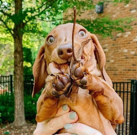 14 Pictures Proving That Dachshund Is The Cutest Dog In The World ...