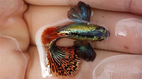 Rincian pembayaran gaji dimuat dalam sebuah daftar yang. Gaji Uppkb - Swordtail Guppy - Fish Keepers Indonesia : Gaji pns 2021 kabarnya terdiri dari ...