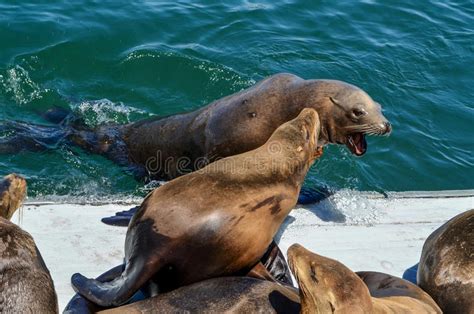 Enjoy our hd porno videos on any device of your choosing! Sea Lions Fighting Stock Photos - Download 338 Royalty ...