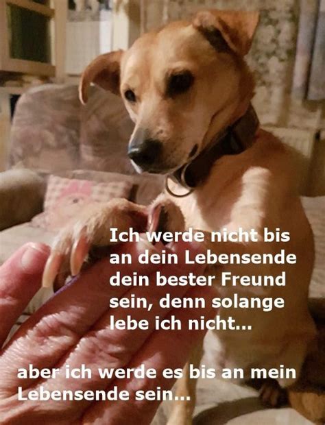 Aus der kategorie sonstige gedichte. HUND HUND | Hunde gedichte