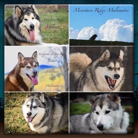 Purebred alaskan malamute puppies for sale. giant alaskan malamutes,mountian ridge giant alaskan ...