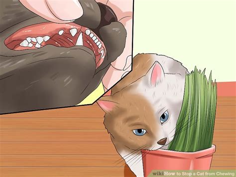 Step by step guide to stopping your cat from chewing on cords such as computer mouse, electrical and other hanging things. 3 Ways to Stop a Cat from Chewing - wikiHow