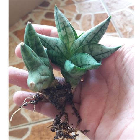 Hello guys, video kali ni i share 3 cara mudah macam mana nak semai atau asingkan anak pokok lidah jin. Live Plant Sansivieria Lidah Mertua Lidah Jin jenis dwarf ...