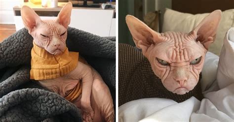 Sphynx, hairless cat, hairless kitten, sphinx, a&l, cat minnesota, kitten mn, elf cat, dwelf, bambino, minskin, miniature cat, short leg, hairless, sphynx minnesota, sphynx wisconsin, sphynx iowa, sphynx south dakota. Loki The Sphynx Was Known As 'The Grumpiest Cat' On The ...