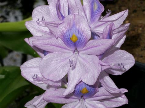 Image - Eichhornia crassipes (Water-hyacinth) | BioLib.cz