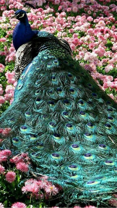 Peacocks embroidered pictures beautiful cross stitch ideas for home. | Beautiful birds, Peacock, Pet birds