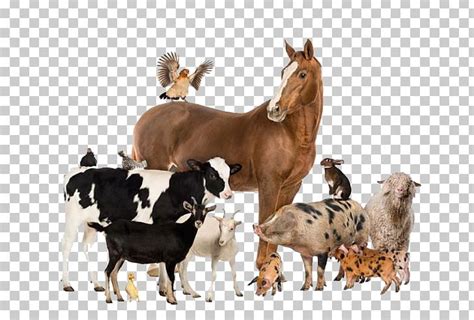 Work faster with adobe stock. agriculture and livestock in png 20 free Cliparts ...