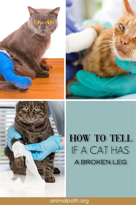 As a cat parent, you know that cats are clean creatures. How to Tell If A Cat Has a Broken Leg in 2020 | Broken leg ...