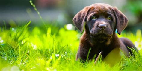 Maybe you would like to learn more about one of these? Breeders Online | Puppies and Kittens For Sale | Cats and Dogs