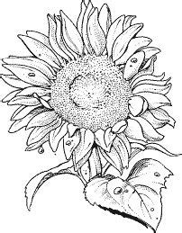 How to draw a sunflower. 248 best Sunflower embroidery patterns images on Pinterest ...