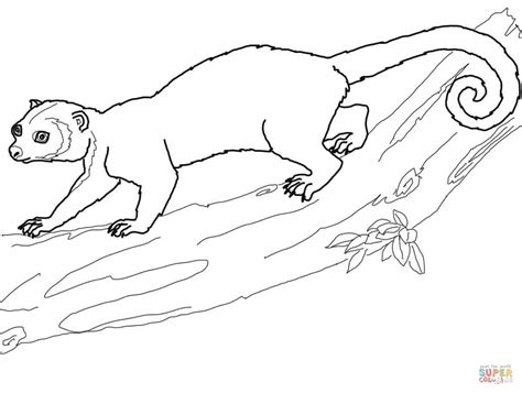 Select from 35870 printable coloring pages of cartoons, animals, nature, bible and many more. Kinkajou on a Tree coloring page | Free Printable Coloring ...