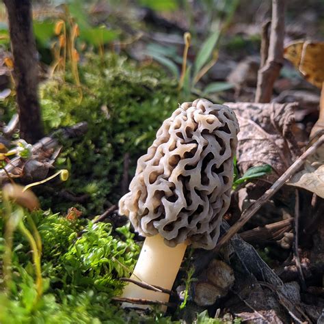 Morels are out in Minnesota : mycology
