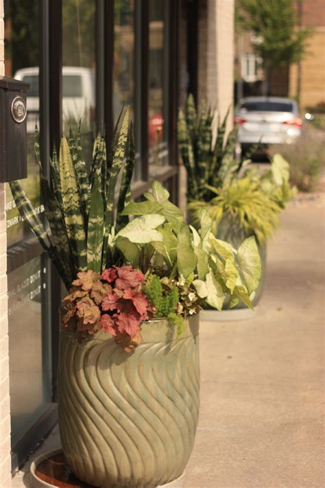 The plant may releases moisture in the air and lessens airborne allergens. Container Design - Campbells Nursery | Container design ...