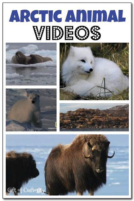 Pro get powerful tools for managing your contents. Arctic animal videos | Arctic animals, Polar animals ...