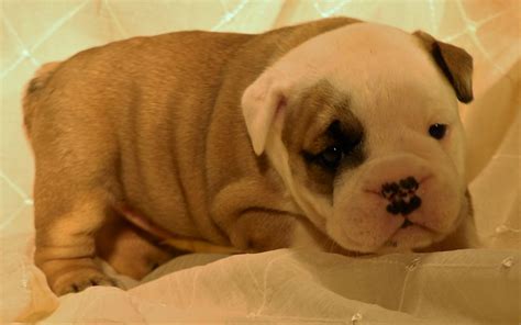 The next thing you have to do is to choose minnesota as the state and english bulldog as the breed. English Bulldog Breeders Nh