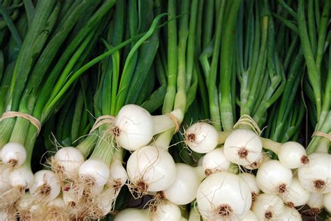 Produces 5 1/2 fleshy, round pod green beans. Fill (Not Garnish) Your Plate with Green Onions - Fill ...