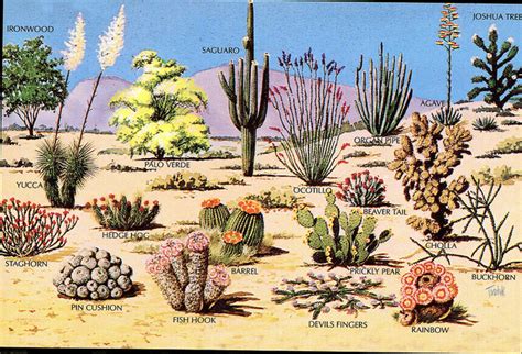 Cactus parts are basically reservoirs waiting to be filled with water. Lesson 13: The West States Part 2 - APRIL SMITH'S ...