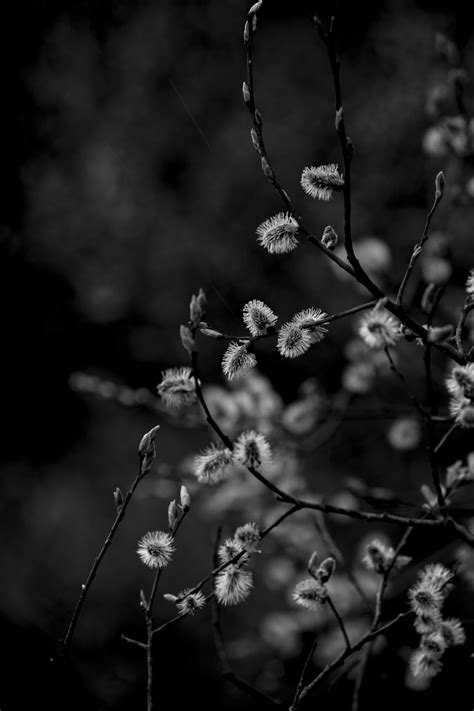 Pussy Willow Twigs Free Stock Photo - Public Domain Pictures