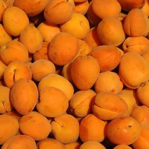 When to plant a chinese mormon apricot tree? Chinese Mormon Apricot Tree - One Green World