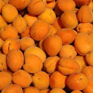 Chinese mormon apricot tree produces heavy crops of medium, yellow to orange fruit with excellent flavor and texture very early in the growing season. Chinese Mormon Apricot Tree - One Green World