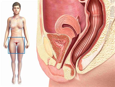 Free female planar anatomy model. Female Urology and External Sexual Anatomy