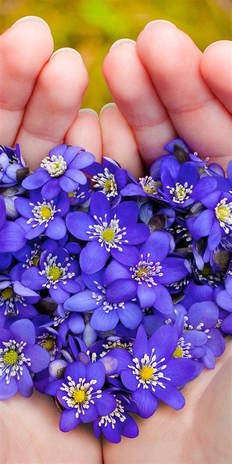 Warum der 13 hochzeitstag nach dieser schlichten und trotzdem schönen blume benannt ist, ist dadurch logisch. Veilchenhochzeit: Geschenke zum 13. Hochzeitstag ...