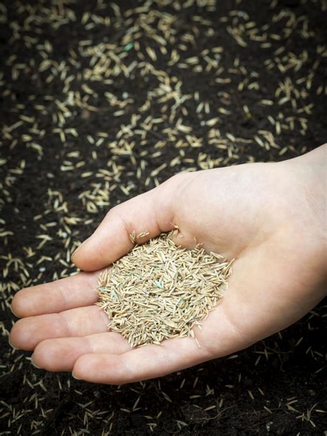 How to grass seed your garden. How to Choose the Right Grass Seed | DIY