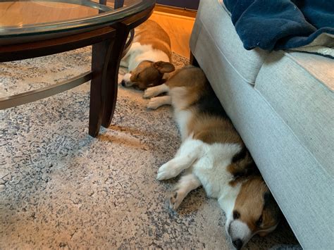 We decided we wanted to share this wonderful breed of dogs with others. Corgi puppy seeking future humans, location Rochester, MN ...
