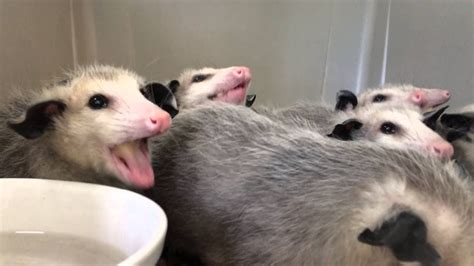 They have been known to eat fish, birds and mammals as well. Opossums eating bananas - YouTube