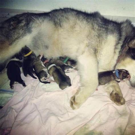 (this website is currently under construction.) alaskan malamute puppies for sale in michigan in ...