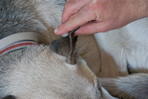 How to get flies off dogs. How to Keep Flies Off of Dogs | Animals - mom.me