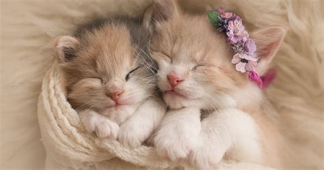 Research Explains Why Humans Find Kittens So Cute | TheThings