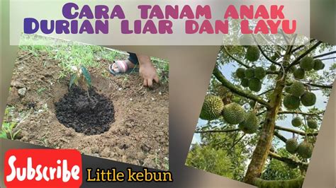 Mohon tonton hingga habis supaya anda semua dapat faham dengan jelas tanpa skip pada. CARA TANAM DURIAN LIAR YANG DAH LAYU -Little kebun - YouTube