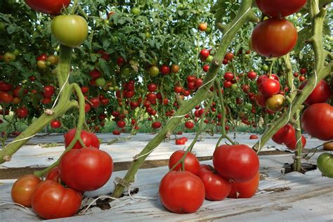 This helps strengthen them, like young trees whose trunks grow stronger in the wind. Tomato pruning — Sunseed Farm | Tomato pruning, Home grown ...