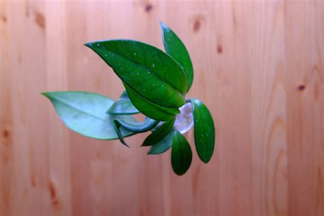 Jährlich blüht die pflanze ca. Ableger Porzellanblume, Wachsblume, Hoya - Pflanzenkreisel