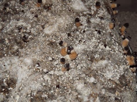Although the golden teacher is a mushroom that we recommend for beginners there are still mushroom species that are less strong. Creeper, Ecuador, B+, Golden Teacher, Z Strain. Agar, Rye ...