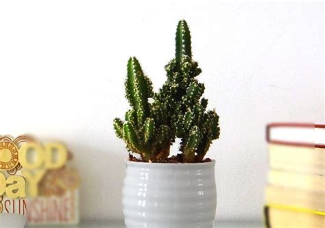 Just ensure there's good drainage and it will be happy. The Best Cacti and Succulents for Your Office Desk ...