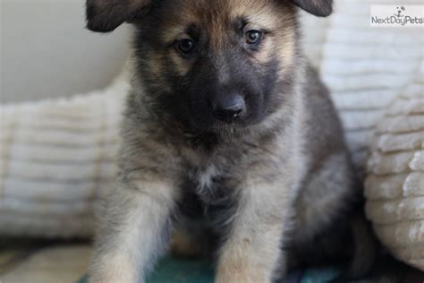 The family puppy has been finding the perfect pet for your family for over 40 years! Rocket: German Shepherd puppy for sale near Southeast ...