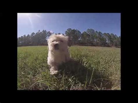Havanese puppies for sale in Florida - Tampa - Miami ...